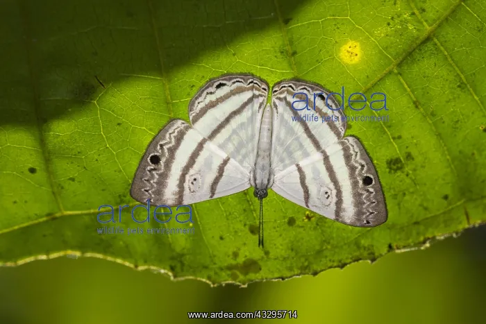 : butterfly (Leucochimona sp.) Riodinidae, Rio Blanco : butterfly (Leucochimona sp.) Riodinidae, Rio Blanco
