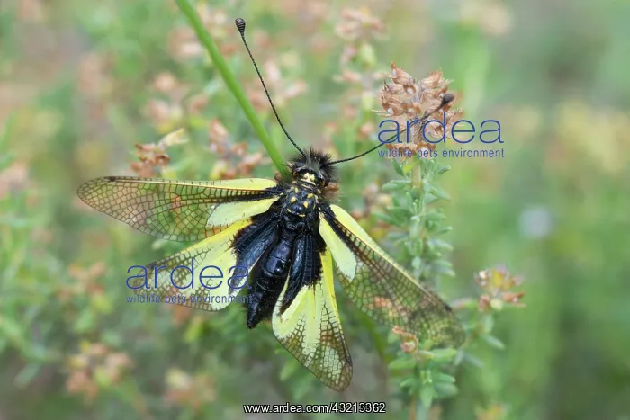 : Butterfly-lion (Libelloides coccajus), Mont Ventoux : Butterfly-lion (Libelloides coccajus), Mont Ventoux