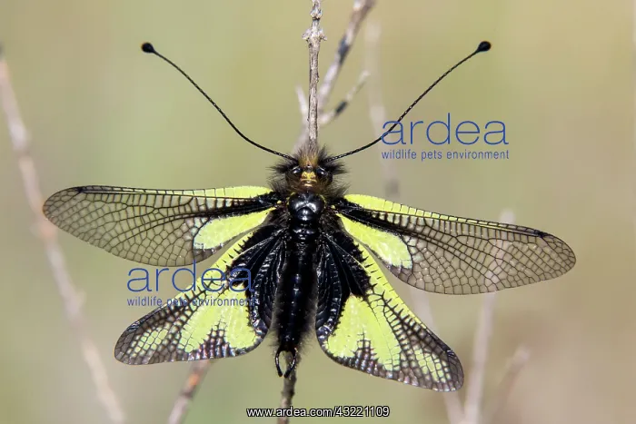 : Butterfly-lion (Libelloides coccajus), on a dry : Butterfly-lion (Libelloides coccajus), on a dry