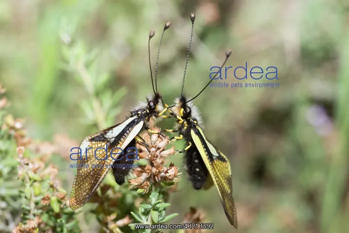 : Butterfly-lion (Libelloides coccajus) facing, Mont : Butterfly-lion (Libelloides coccajus) facing, Mont