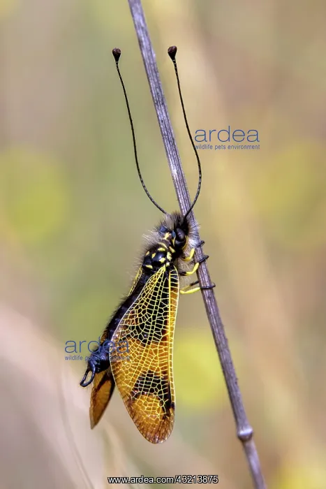 : Butterfly-lion (Libelloides longicornis) with closed : Butterfly-lion (Libelloides longicornis) with closed