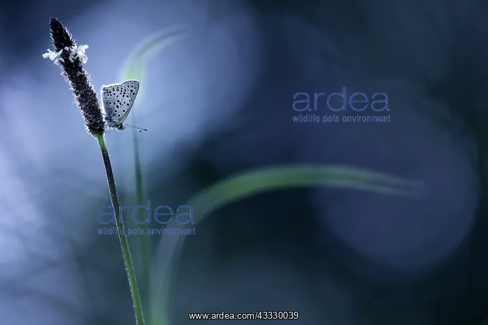: Butterfly (Lycaenidae sp) on an ear of Plantain : Butterfly (Lycaenidae sp) on an ear of Plantain
