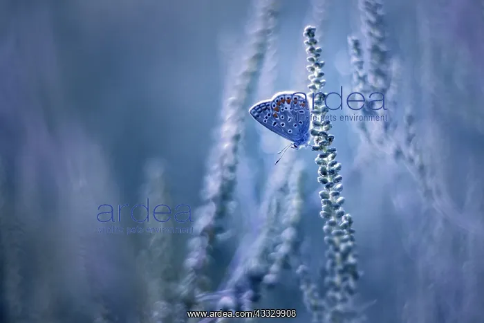 : Butterfly (Lycaenidae sp) on a flower, France : Butterfly (Lycaenidae sp) on a flower, France