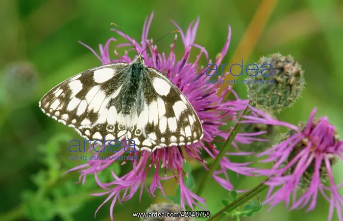 : Butterfly - Marbled White - on flower, with wings open : Butterfly - Marbled White - on flower, with wings open