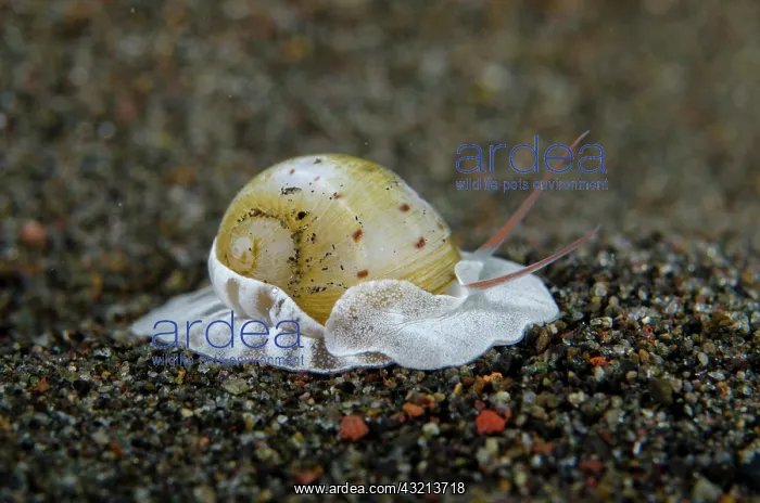 : Butterfly Moon Snail (Naticarius alapapiilionis) : Butterfly Moon Snail (Naticarius alapapiilionis)