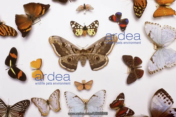 : Butterfly and Moth Collection : Butterfly and Moth Collection
