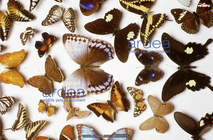 : Butterfly and Moth Collection : Butterfly and Moth Collection