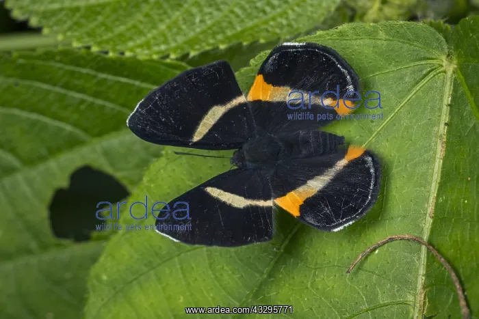 : butterfly (Notheme erota) Riodinidae, Santa Maria : butterfly (Notheme erota) Riodinidae, Santa Maria