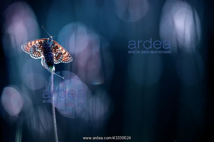 : Butterfly (Nymphalidae sp) mating on a flower, France : Butterfly (Nymphalidae sp) mating on a flower, France