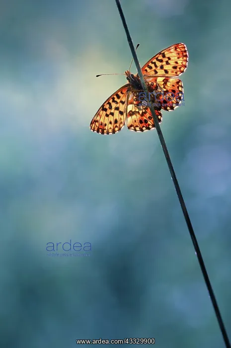 : Butterfly (Nymphalidae sp) on a stem, France : Butterfly (Nymphalidae sp) on a stem, France