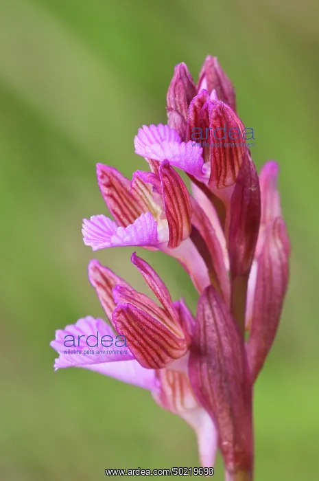 : Butterfly Orchid (Anacamptis papilionacea), inflourescence particular, Liguria, Italy : Butterfly Orchid (Anacamptis papilionacea), inflourescence particular, Liguria, Italy