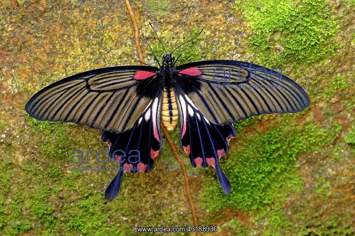 : Butterfly, Pachliopta aristolochiae, Thailand, Asia : Butterfly, Pachliopta aristolochiae, Thailand, Asia