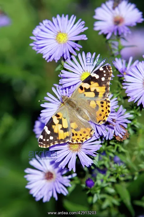 : Butterfly, Painted Lady - feeding on autumn flowering : Butterfly, Painted Lady - feeding on autumn flowering