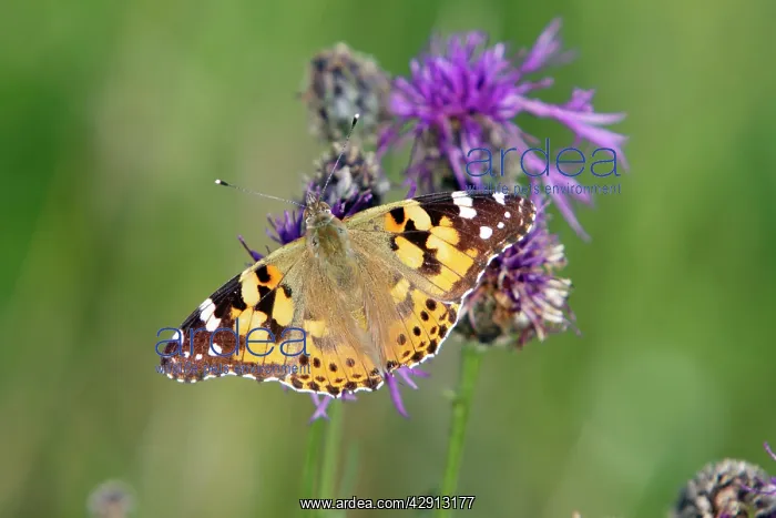 : Butterfly, Painted Lady - feeding on knapweed flower : Butterfly, Painted Lady - feeding on knapweed flower