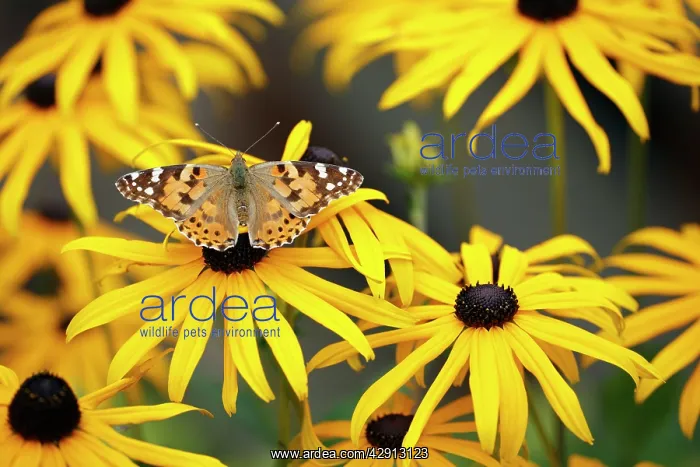 : Butterfly, Painted Lady - feeding on Rudbekia flowers : Butterfly, Painted Lady - feeding on Rudbekia flowers