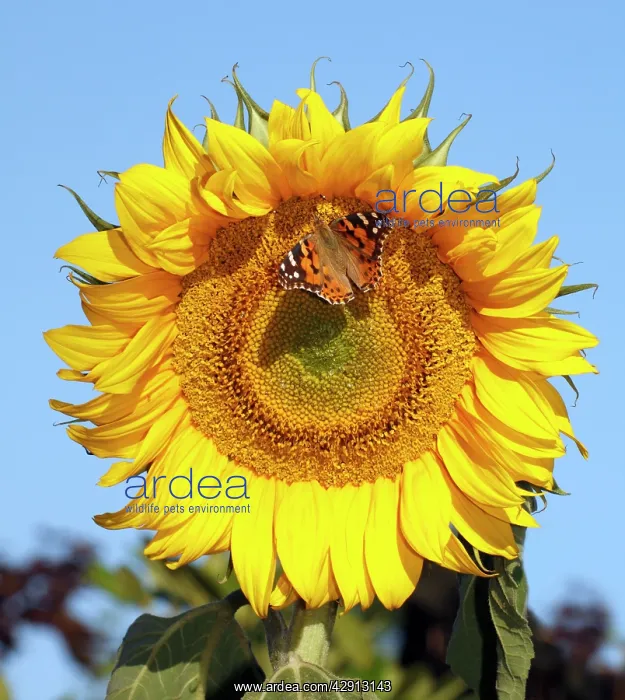 : Butterfly, Painted Lady - feeding on sunflower head : Butterfly, Painted Lady - feeding on sunflower head
