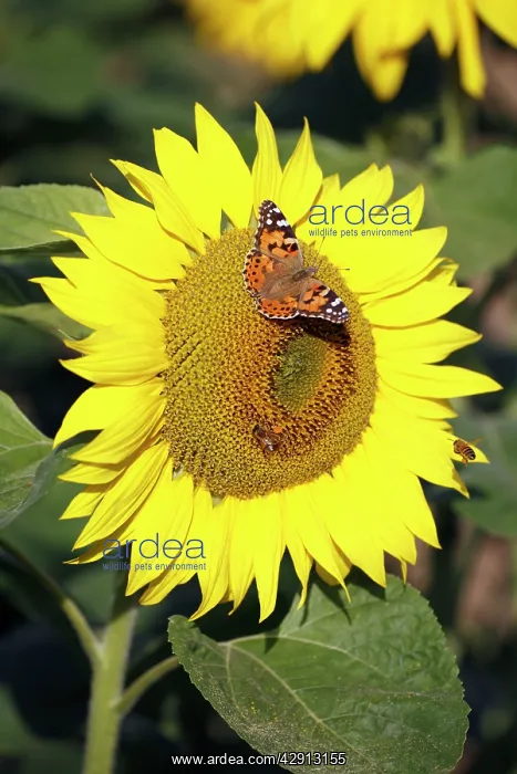 : Butterfly, Painted Lady - feeding on sunflower head : Butterfly, Painted Lady - feeding on sunflower head