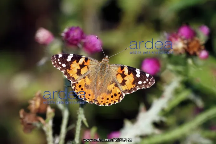 : Butterfly, Painted Lady - feeding on thistle flowers : Butterfly, Painted Lady - feeding on thistle flowers