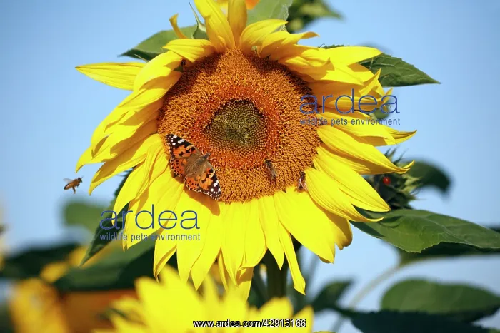 : Butterfly, Painted Lady and Honey Bees (Apis mellifera) : Butterfly, Painted Lady and Honey Bees (Apis mellifera)