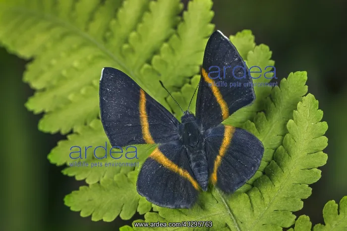 : butterfly (Parcella amarynthina) Riodinidae) Santa : butterfly (Parcella amarynthina) Riodinidae) Santa