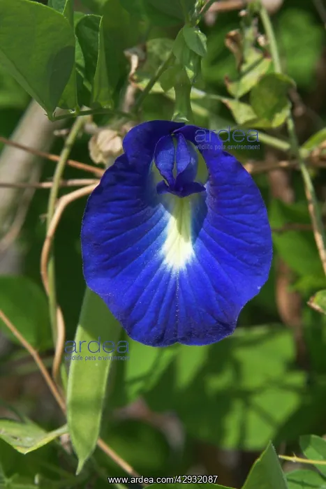 : Butterfly Pea flower - This is the purple variety : Butterfly Pea flower - This is the purple variety