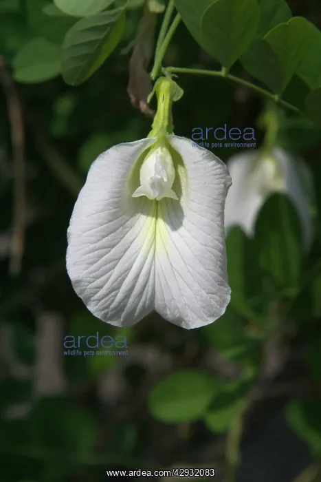 : Butterfly Pea flower - This is the white variety : Butterfly Pea flower - This is the white variety