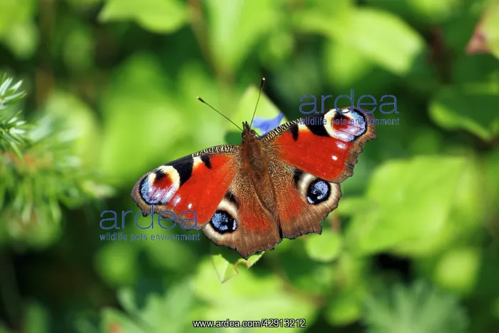 : Butterfly, Peacock - resting on flower in garden : Butterfly, Peacock - resting on flower in garden