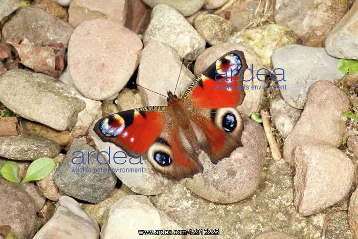 : Butterfly, Peacock - resting on gravel path in : Butterfly, Peacock - resting on gravel path in
