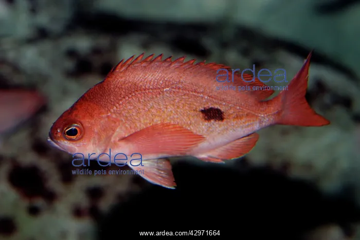 : Butterfly Perch : Butterfly Perch