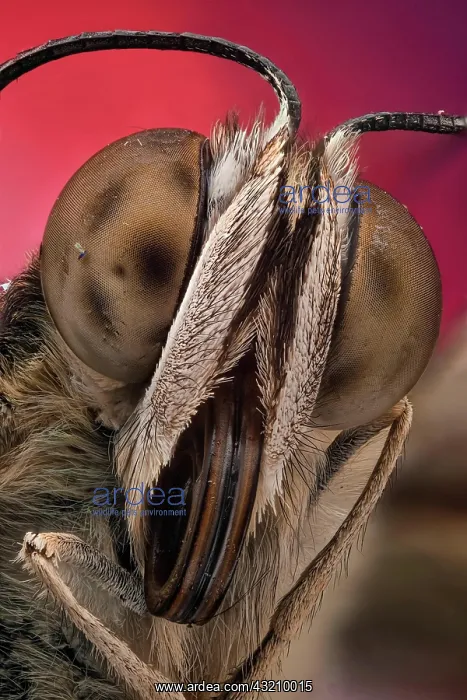 : A butterfly portrait, showing detail of compound : A butterfly portrait, showing detail of compound
