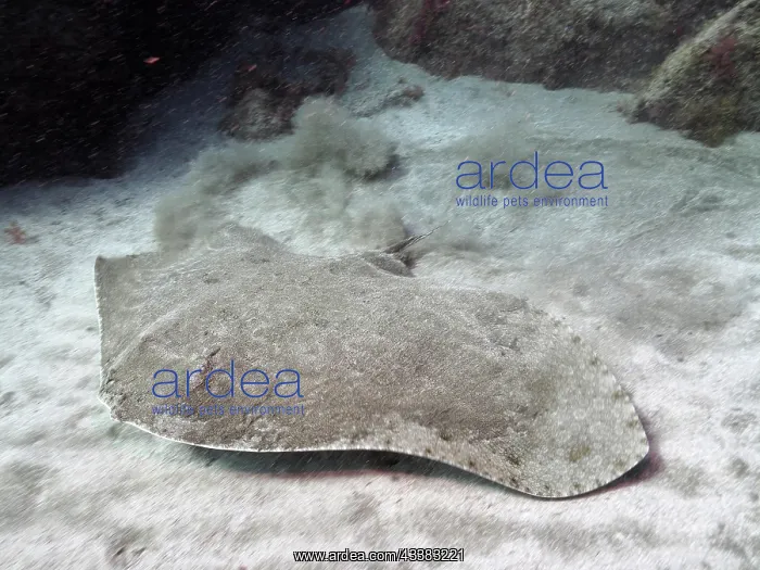 : Butterfly ray (Gymnura altavela). Dive site El : Butterfly ray (Gymnura altavela). Dive site El