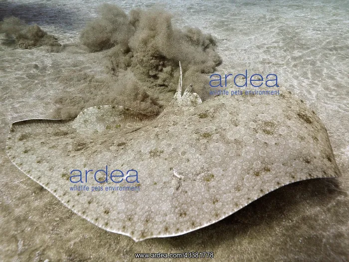 : Butterfly ray (Gymnura altavela) on the run. Dive : Butterfly ray (Gymnura altavela) on the run. Dive