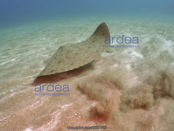 : Butterfly ray (Gymnura altavela) on the run. Dive : Butterfly ray (Gymnura altavela) on the run. Dive