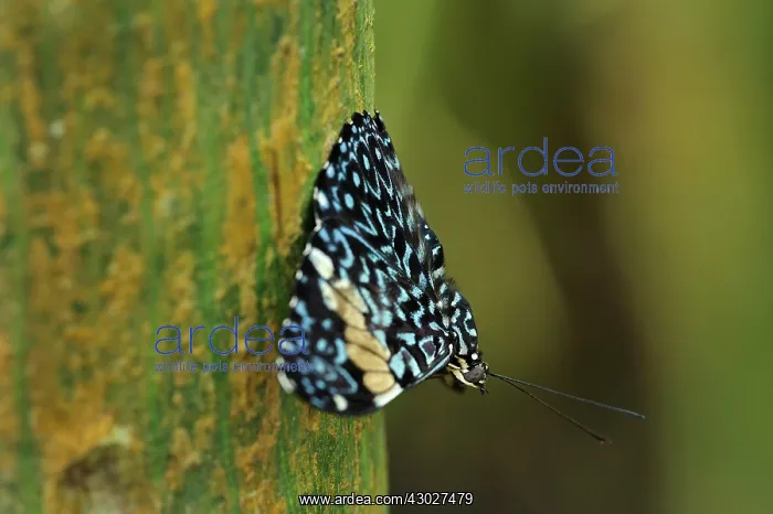 : butterfly, Red Cracker, Rio Claro Reserve, Reserva : butterfly, Red Cracker, Rio Claro Reserve, Reserva