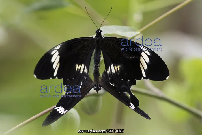 : Butterfly Red Helen at Kopulation (Papilio helenus) : Butterfly Red Helen at Kopulation (Papilio helenus)