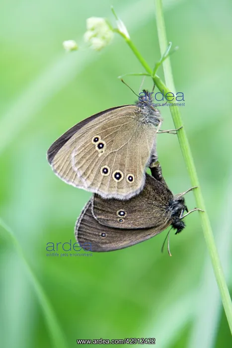  : Butterfly, Ringlet - pair mating, perched on grass stalk