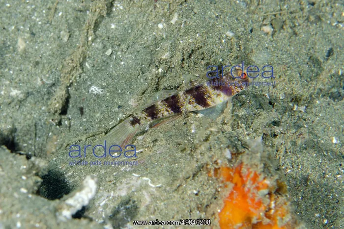 : Butterfly Shrimpgoby : Butterfly Shrimpgoby