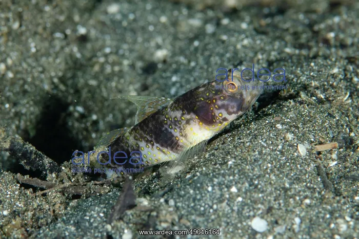 : Butterfly Shrimpgoby in hole entrance : Butterfly Shrimpgoby in hole entrance