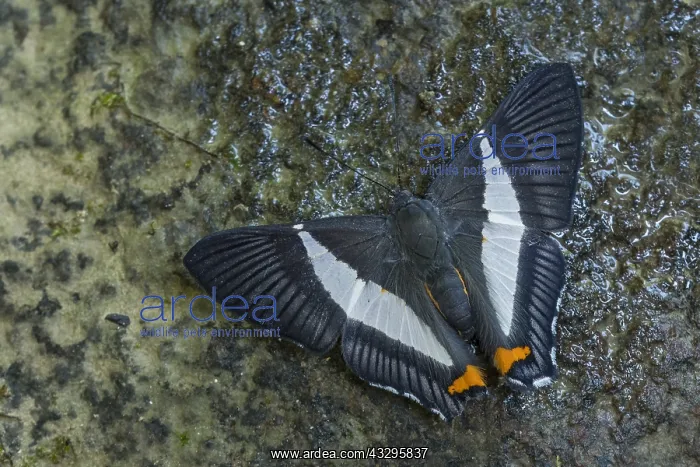 : butterfly (Siseme neurodes) Riodinidae, Tatama National : butterfly (Siseme neurodes) Riodinidae, Tatama National