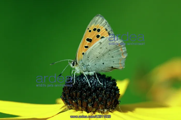  : Butterfly, Small Copper - resting on garden plant
