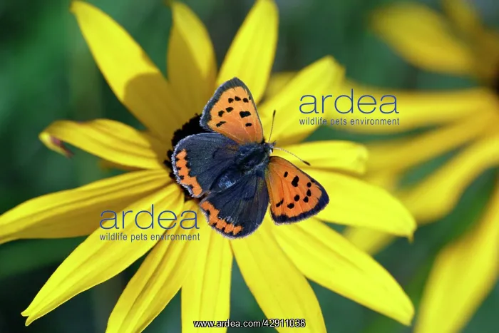 : Butterfly, Small Copper - resting on garden plant : Butterfly, Small Copper - resting on garden plant