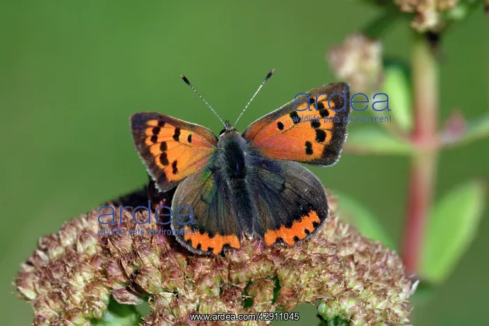 : Butterfly, Small Copper - resting on garden plant : Butterfly, Small Copper - resting on garden plant