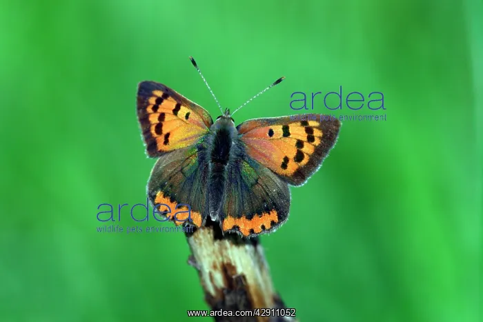 : Butterfly, Small Copper - resting on stick : Butterfly, Small Copper - resting on stick