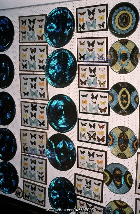 : BUTTERFLY - SOUVENIRS : BUTTERFLY - SOUVENIRS