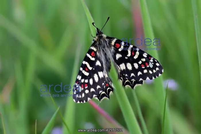 : Butterfly Spanish Festoon - resting : Butterfly Spanish Festoon - resting