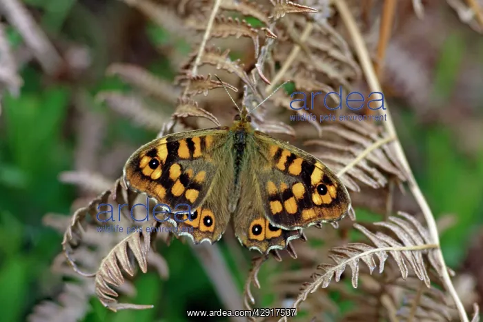 : Butterfly Speckled Wood - resting on bracken : Butterfly Speckled Wood - resting on bracken