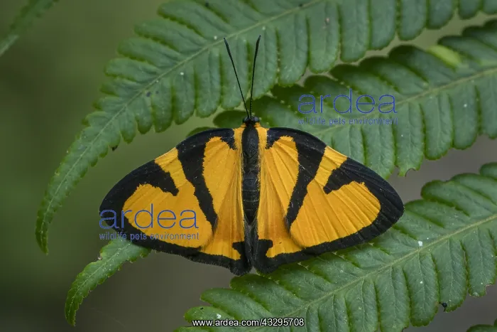 : butterfly (Symmachia titiana occidentalis) Riodinidae : butterfly (Symmachia titiana occidentalis) Riodinidae