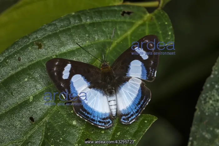 : butterfly (Thisbe irenea) Riodinidae, Rio Blanco : butterfly (Thisbe irenea) Riodinidae, Rio Blanco