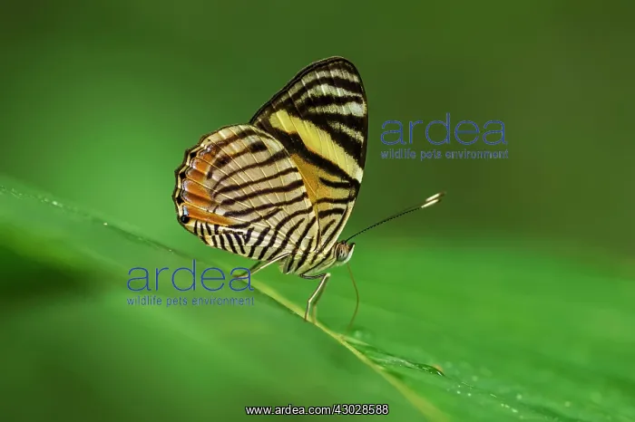 : butterfly, Tiger Beauty, the only member of its : butterfly, Tiger Beauty, the only member of its
