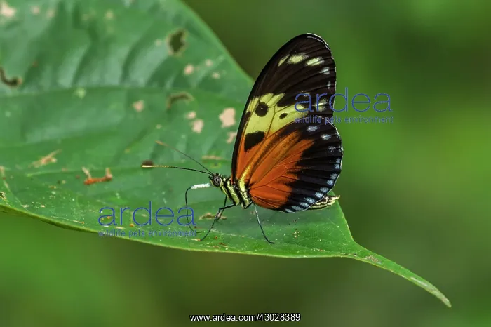 : butterfly, Tiger Longwing / Hecale Longwing / Golden : butterfly, Tiger Longwing / Hecale Longwing / Golden